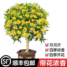 桂花树苗大树盆栽四季桂花卉阳台庭院室内开花金桂浓香老桩绿植物