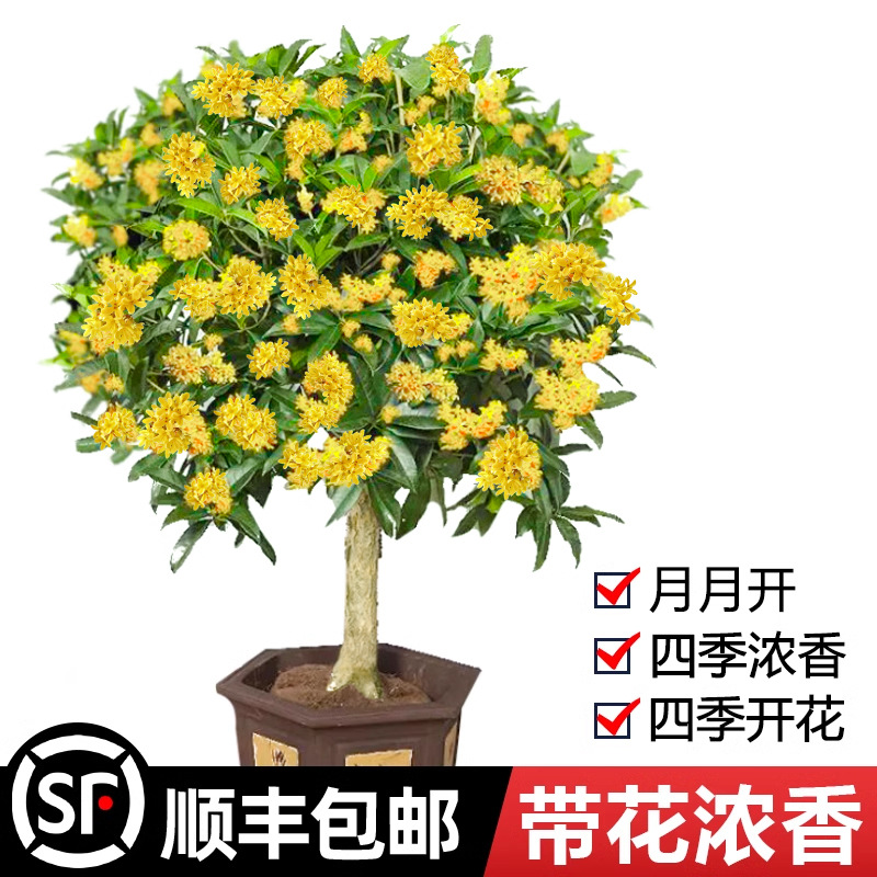 桂花树苗大树盆栽四季桂花卉阳台庭院室内开花金桂浓香老桩绿植物
