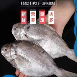 【宫前湾】东山岛本港现捕肉鲳鱼500g/盒福建包邮
