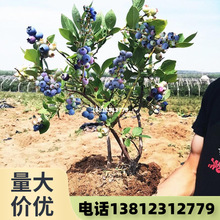 藍莓樹果苗四季藍莓苗盆栽南北方種植兔眼特大陽台果樹苗當年結果