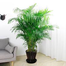 散尾葵盆栽室内大型四季常青绿植凤尾竹好养活客厅办公室绿植盆栽