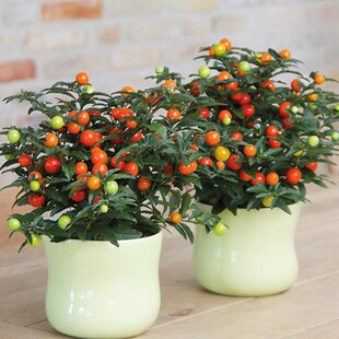 �͟��ͺ������������� ɺ���� ��ɺ�� ���c���t�ļ��� Ұ��������