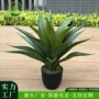 盆栽仿真剑麻假植物龙舌兰