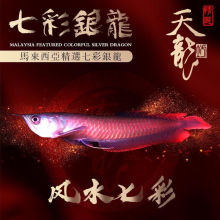 大型觀賞淡水魚 大型觀賞淡水魚批發 促銷價格 產地貨源 阿里巴巴 大型觀賞淡水魚 大型觀賞淡水魚批發 促銷價格 產地貨源 阿里巴巴