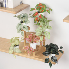 �F؛�ٻ��Gֲ���������������Կ羳����YƷ�~�X��Ұ�շ���С�辰