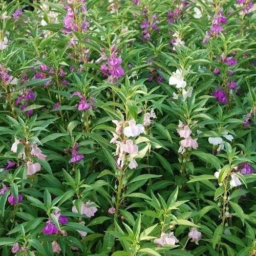 中药材红凤仙花 指甲花中草药凤仙花干金凤花 灯盏花海莲花