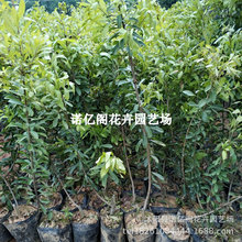 ÷޽Ӱ|̿ˮ÷شϱNֲY