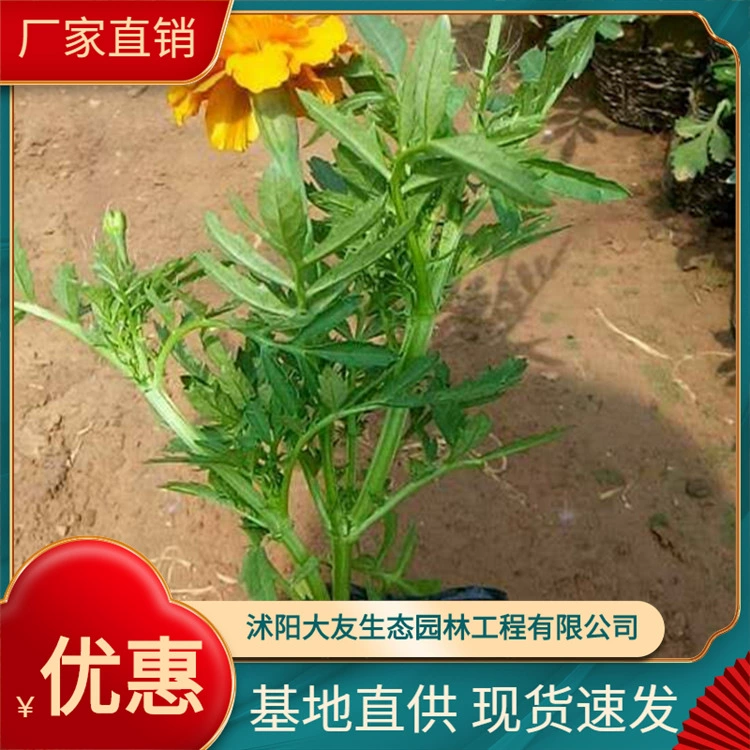 База снабжения Павлинья трава Чашка для рассады Ежегодная трава Трава Цветок