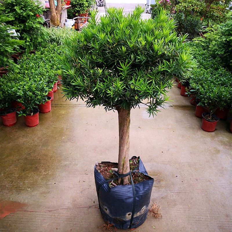 Podocarpus Bonsai Saplings Large Leaves Small Leaves Bird Tongue Podocarpus Balcony Potted Plants with Soil