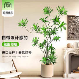 百合竹客厅绿植室内大型办公室盆栽金心细叶造型真老桩轻奢高级感