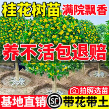 四季桂花树苗金桂庭院浓香原生地栽室内外盆栽八月丹桂花卉绿植物