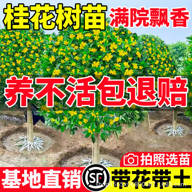 四季桂花树苗金桂庭院浓香原生地栽室内外盆栽八月丹桂花卉绿植物