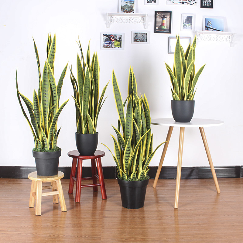 Simulación de borde amarillo tigre Pilan planta en maceta decoración decoración simulación lengua materna exterior Phnom Penh planta verde de hoja alta con maceta tigre Pilan image 1