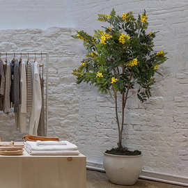 仿真植物装饰黄槐花树绿植大型假树客厅办公室软装落地北欧盆栽