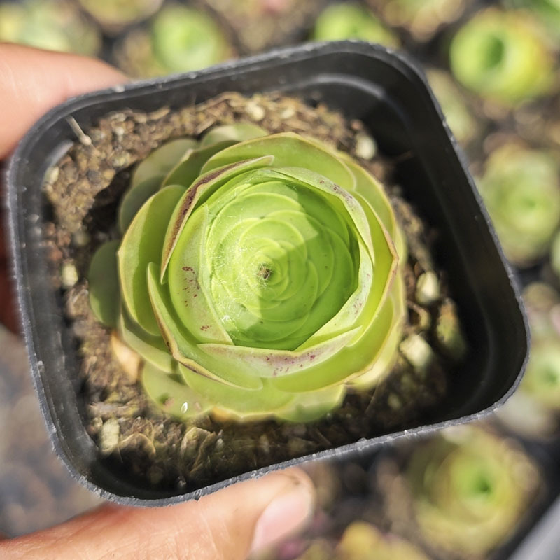 와인잔 장미 4-5cm (플라스틱 화분에 심어 배송)