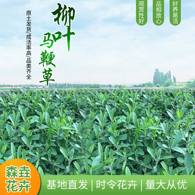 Вербена в горшках, декоративные фиолетовые цветы, морской пейзаж, инженерная растительность, оптовая продажа рассады вербены в стаканчиках