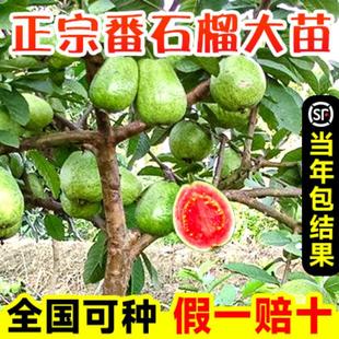 ��ʯ���������֬�t��ʯ�İŘ��ļ��������ͥԺ���Ե����Ϸ��Nֲ