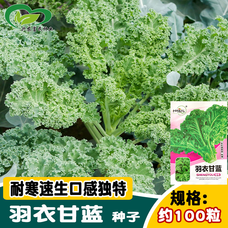 Yanyou Kale Seeds, Cold-resistant Quick Lettuce Garden Farm Leaf Vegetable Seeds, Balcony Pot Planting, Four Seasons
