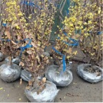 腊梅花树苗盆栽浓香型室内四季耐寒花卉阳台老桩盆景素心蜡梅