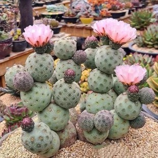 Xizhiye Cactus, Self-Rooted Flowering Fan, Is a Rare and Expensive Thornless Succulent Plant in a Small Pot