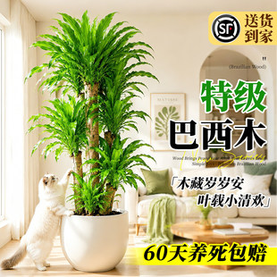 �ش����ľ�������\ľ�Gֲ�҃ȴ������ֲ��͏d�k������ؔ��Ѫ��