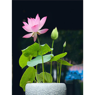 ˮ��ֲ����ɏ�����҃Ȼ����B�ļ��ɲ��N����ˮ�B�ɻ����Կ͏d˯ɏ