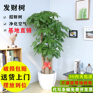 Money Tree Potted Indoor Easy to Grow Large Money Tree Green Plant Living Room Office Housewarming Opening Flower Bonsai