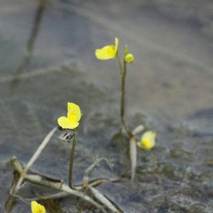 Factory Wholesale Water Purification Submersed Plants Yellow Flower Civet Seedlings Goldfish Civet Water a Yellow Flower