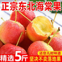 东北海棠果沙果新鲜水果冰糖心小沙果整箱包邮特产水果小苹果5斤