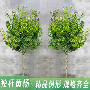 �S����窚�UС�~�����S��������ͥԺ���������辰�䘶�زľG����
