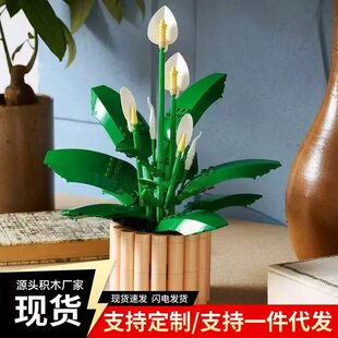 ���ݘ���ֲ�ﻨ��������11504��ƽ�ٺσ�ͯƴ�b�eľ��Ů���ӶY��