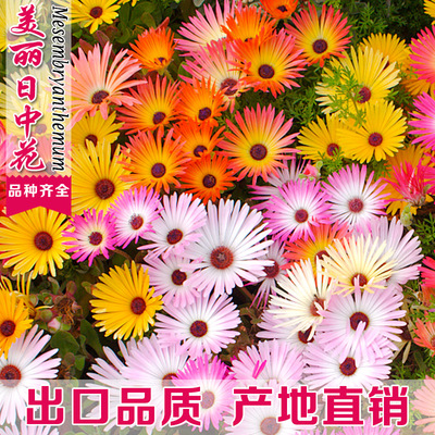 松叶菊种子四季易种开花不断室外庭院阳台美丽日中花景观花海花籽|ms