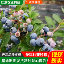 �G��ʯ�{ݮ���p���Y��  �����{ݮ�����{�S�������R�����{ݮ��