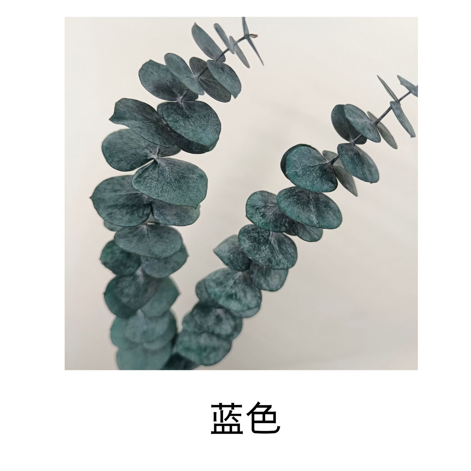 파란색 10개 묶음