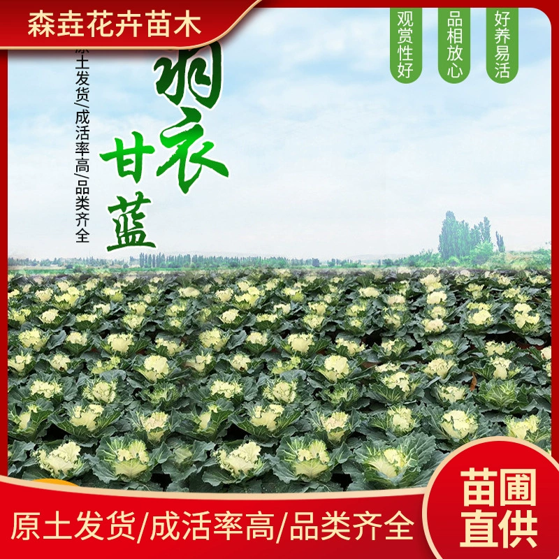 Капуста для улицы, рассада из Шаньдуна Цинчжоу, зимняя морозостойкая трава, цветок капусты, большая горшочная рассада, оптовая продажа