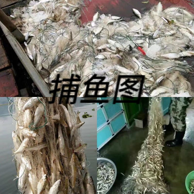 LL 얇은 부드러운 라인 손가락 하나 손가락 한 개 6789 분 흰 식사 물고기를 잡기위한 높이 345 미터 3 층 침몰 그물 떠 다니는 그물 낚시 그물 끈적