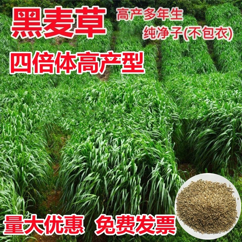 多年生黑麦草种籽耐寒牧草种子苜蓿四季高产鸡鸭鹅牛羊鱼草籽高丹