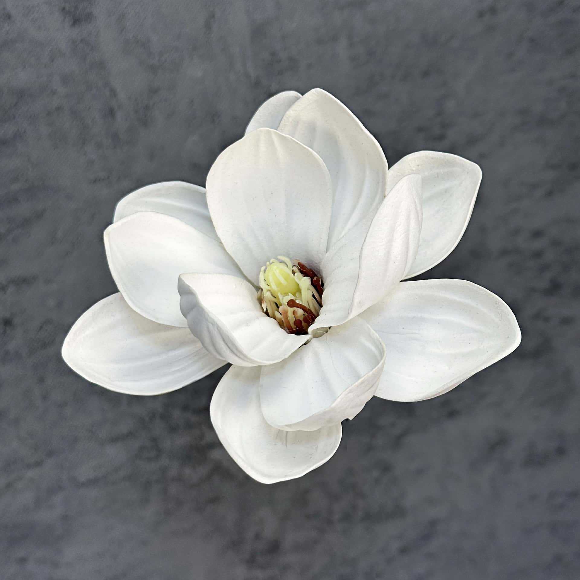 Flor de simulación transfronteriza EVA cabeza de magnolia 13cm tacto tocado kapok decoración decoración decoración flor falsa al por mayor