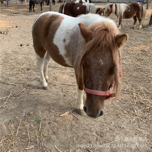 �����^�p���^��ͯ�T��С���R ���㌙����갫�_�R ��B���� �T��