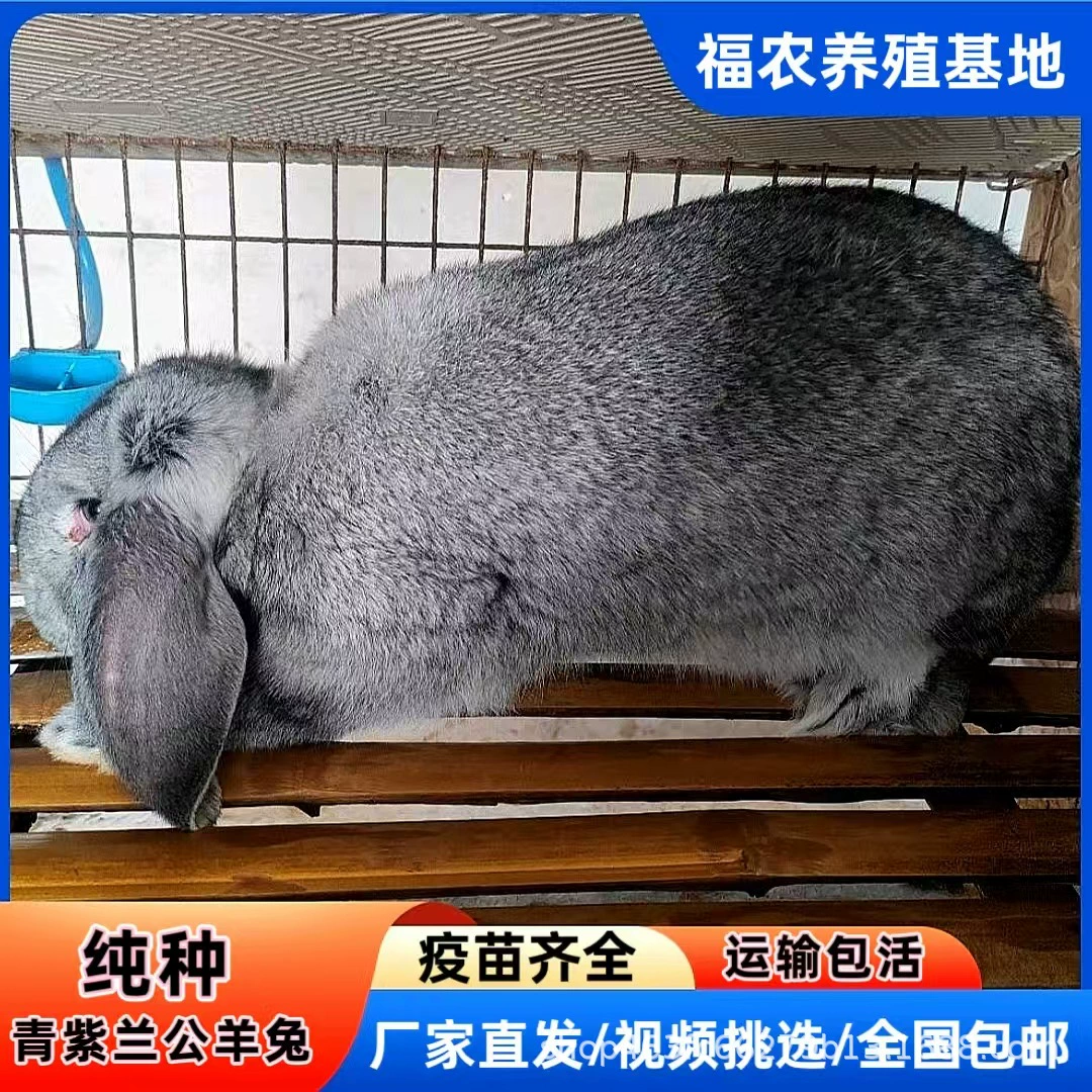 Оптовая продажа гигантских фиолетовых орхидей, кроликов, живых чистокровных кроликов, молодых кроликов, напрямую от производителя, крупных мясных кроликов.