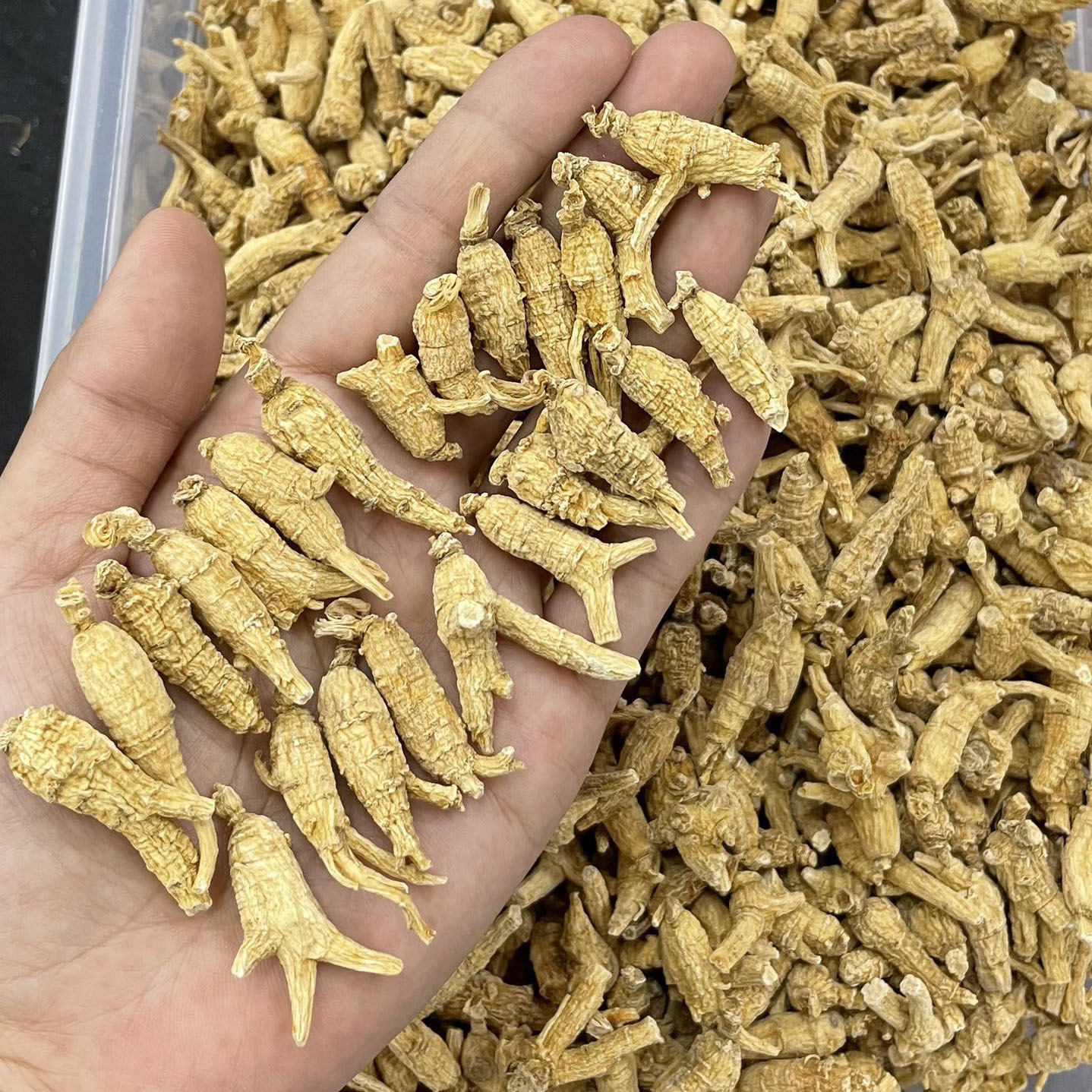 Canadian American Ginseng Hua Qi Shen 250g Whole Small Round Roots for Soup and Tea in use