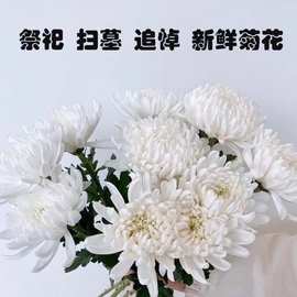 菊花鲜花批发昆明基地直发清明节祭奠扫墓黄白菊花直批祭祀专用