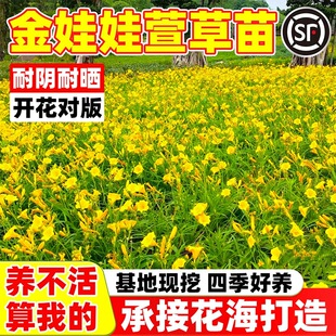 ����ݻ����ļ������_���ͺ�����������Խ����޵ر�ֲ�����n��
