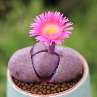 �G�����ϵ�����ʯ�����ⷬ�ӿ�ϡ�г���PPԪ���k��������