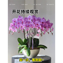 蝴蝶兰盆栽带花苞秋冬耐寒鲜花卉绿植物室内兰花苗大易活
