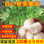 商薯白心板栗薯苗红薯苗种地瓜苗秧脱毒高淀粉番薯种苗山芋秧苗