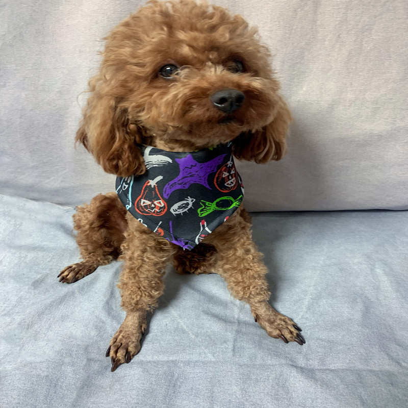 lADPJwKtz5YbXA7NC9DND8A_4032_3