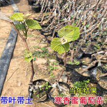 ���~ԭ��ԭ�����ں�����������������ј�����ϱ����Nֲ����Y��