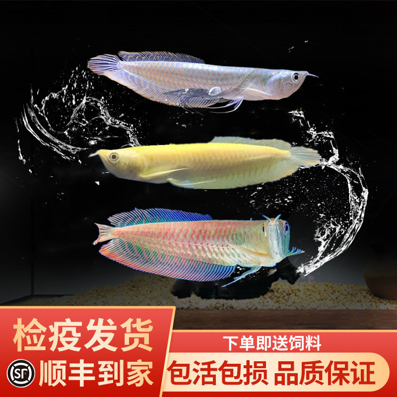 观赏鱼银龙鱼黄化红眼七彩龙鱼活鱼苗金龙红龙配鱼风水鱼活体