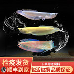 观赏鱼银龙鱼黄化红眼七彩龙鱼活鱼苗金龙红龙配鱼风水鱼活体